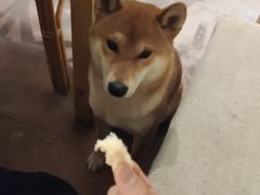 -啡语