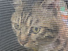 -纳吉亚猫专科动物医院·北北分院