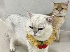 -共舞时光猫咖·狗咖(新街口店)
