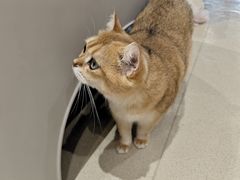 -藏猫猫咖啡主题馆(中央大道店)