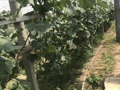 -马陆小张葡萄园农家乐