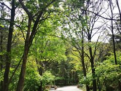 -金龙寺国家森林公园
