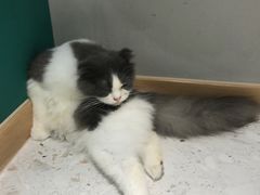 -飞行喵MR PILOT|猫舍·猫咖(静安大融城店)