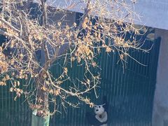 -沈阳森林动物园