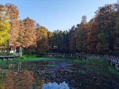 -深圳仙湖植物园