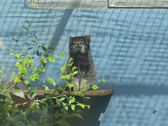 -青藏高原野生动物园