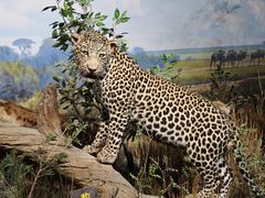 -陕西自然博物馆