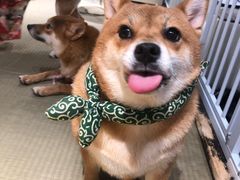 -逗柴咖啡屋·狗咖猫咖宠物桌游