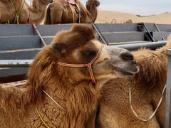 -库伦旗银沙湾旅游景区