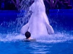 -海合安武汉极地海洋公园