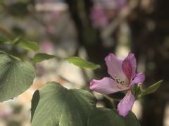 -狮头牌卤味研究所·卤味饭(花城汇南区店)