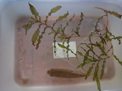 -碓臼峪自然风景区