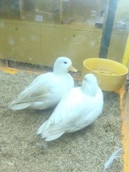 -神奇动物撸宠馆·羊驼·小浣熊·异宠(豫园店)