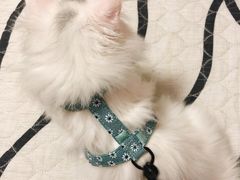 -瑞派·关忠动物医院·猫专科·犬专科(三环新城店)
