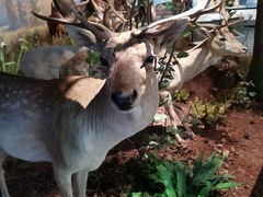 -陕西自然博物馆