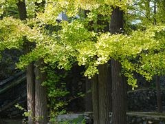 -阳台山自然风景区