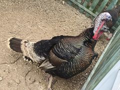 -云漫湖生态度假公园