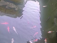 -朝凤庄园土灶台(大岭路店)