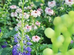 -莲花山公园