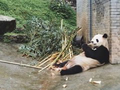 -都江堰中华大熊猫苑