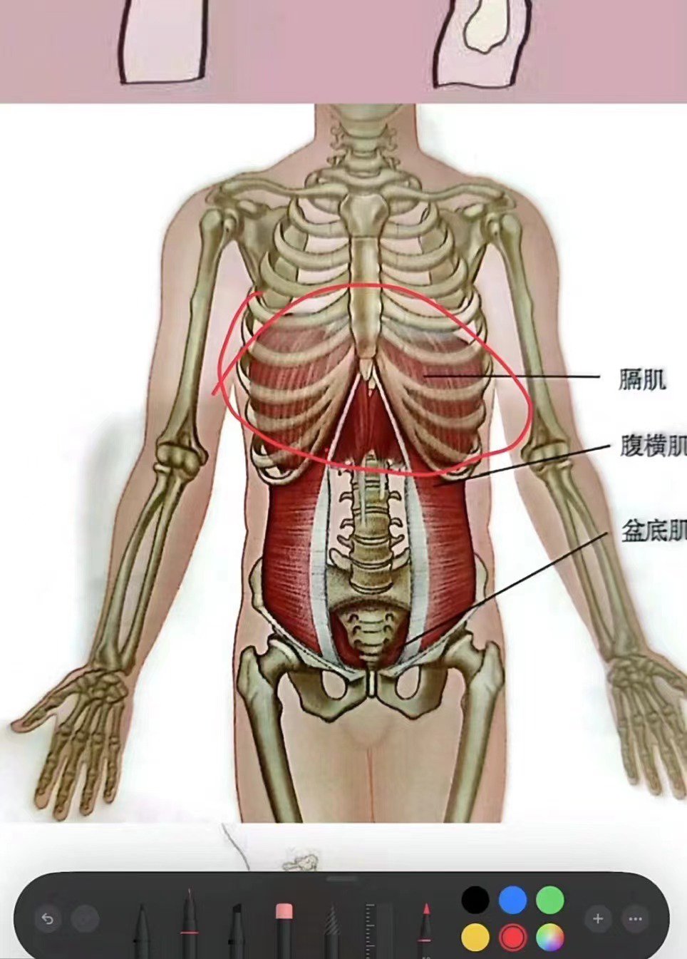 肋骨外翻图片 腹肌图片