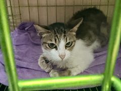 -乐琪宠物医院·犬猫专科·骨外科·急重症