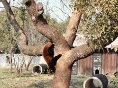 -合肥野生动物园
