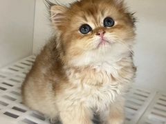 -lincat·猫舍(广州店)