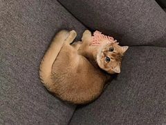 -东方名猫馆·英短金渐层布偶猫舍(环线广场1号楼店)