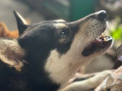 -柴犬高等学院·狗咖·柴犬售卖·宠物训练