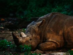 -清迈夜间动物园