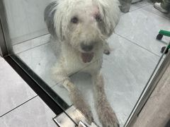 -达爱动物医院·犬猫分区·CT·复杂眼科(远洋山水分院)