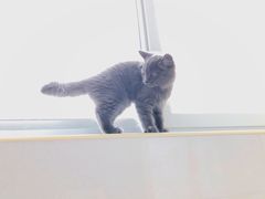 -纳吉亚猫专科动物医院博雅分院