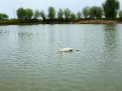 -盐城丹顶鹤湿地生态旅游区
