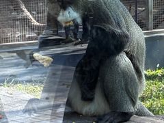 -深圳野生动物园