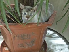 -藏猫猫咖啡主题馆(中央大道店)