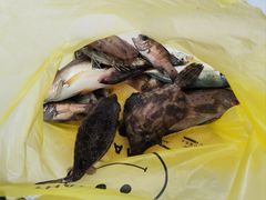 -深圳海钓·深圳钓鱼·拓展聚会鱼排