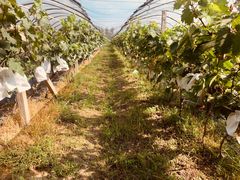 -马陆小张葡萄园农家乐