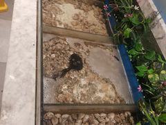 -火锅岛潮牌自助餐厅(天津天佑城店)