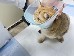 -美联众合动物医院·24h转诊中心