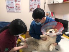 -瑞派·关忠动物医院·异宠专科·犬猫肿瘤·皮肤专科(望京店)