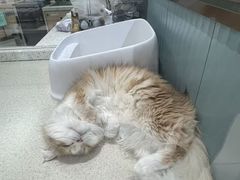 -PET WISH宠物愿望(BFC外滩金融中心店)