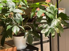 -一尺花园(安和花园店)