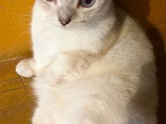 -猫猫幼稚园·撸猫·桌游·电玩