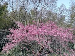 -杭州植物园