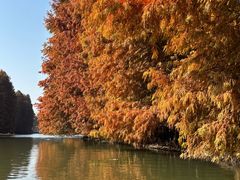 -上海海湾国家森林公园