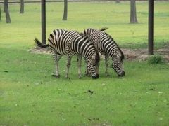 -大连森林动物园