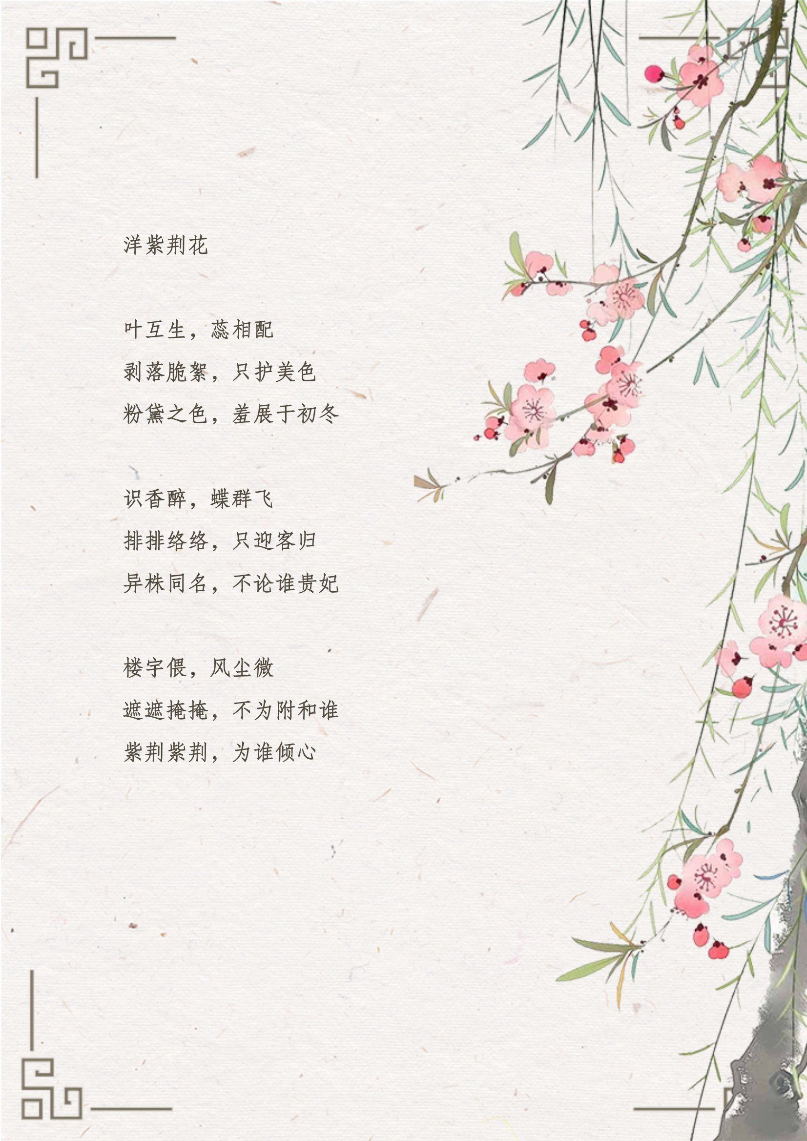 11.18🌸洋紫荆花
