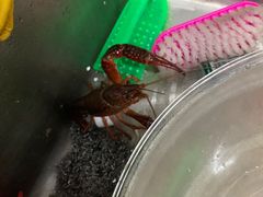 -一起吃小龙虾·海鲜(海珠店)