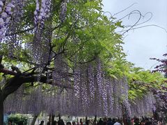 -嘉定紫藤园